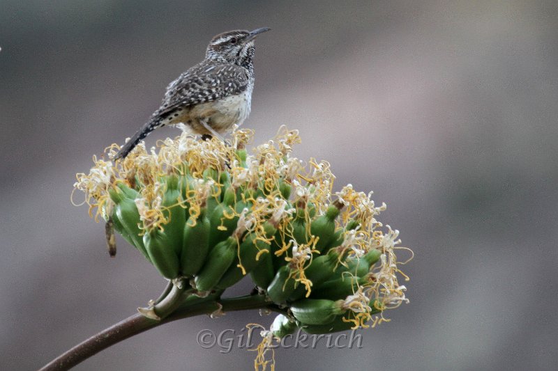 Cactus Wren 2011_07_15_1537.JPG
